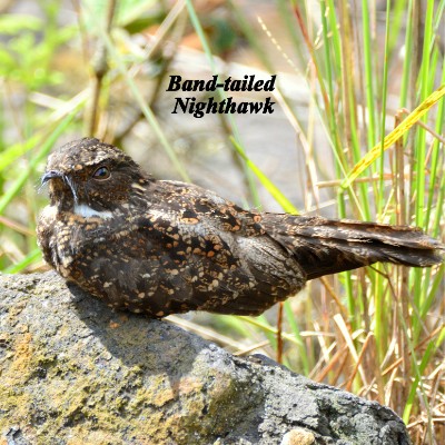 Band-tailed Nighthawk